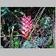 heliconia sp.2.jpg